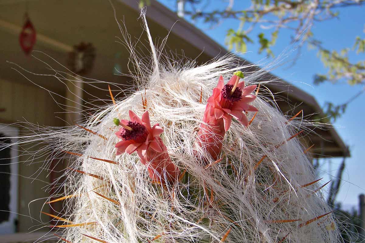 تصویر افقی نزدیک از یک کاکتوس بزرگ Cephalocereus senilis در حال رشد در خارج از منزل با گل‌های قرمز کوچکی که از بالا بیرون می‌آیند، تصویر روی پس‌زمینه آسمان آبی.