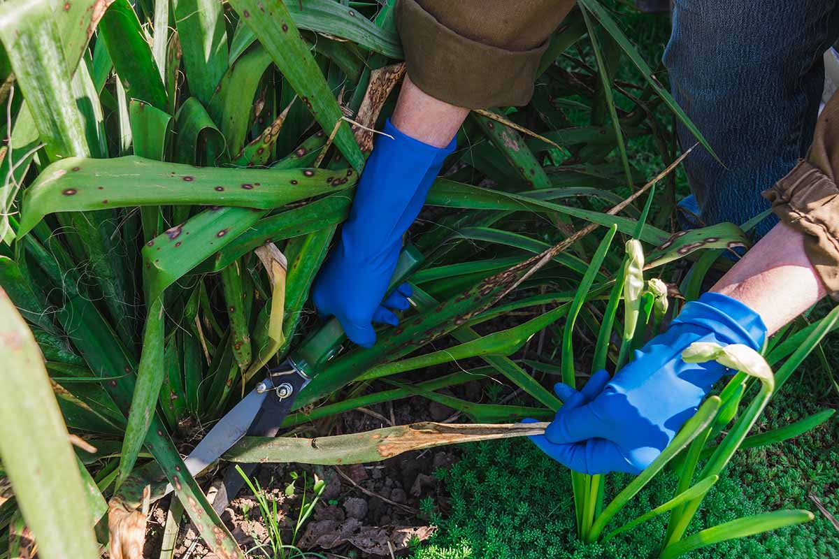 تصویر افقی نزدیک از باغبانی که دستکش آبی به تن دارد و گیاه یوکا را با یک جفت قیچی هرس می‌کند.
