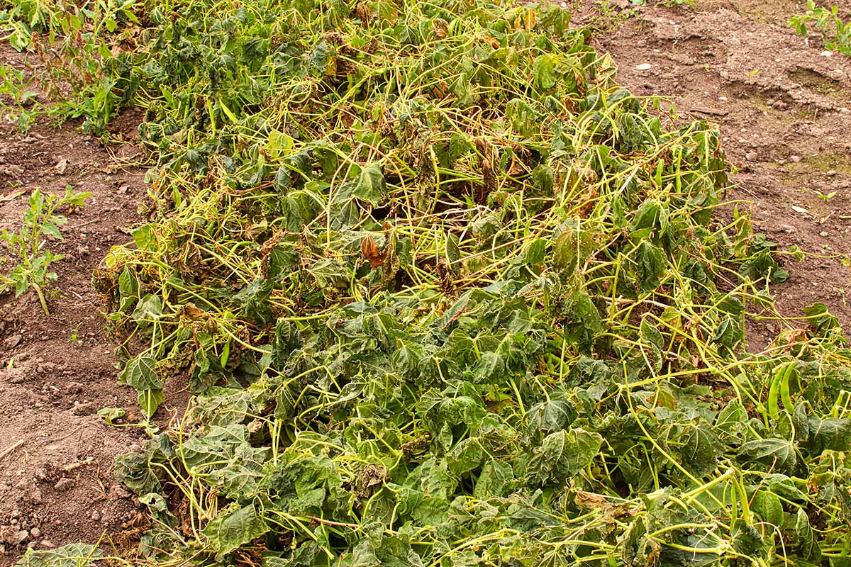 تصویری افقی از گیاهان لوبیا که در اثر سرما در توده‌ای خیس در باغ کشته شده‌اند.