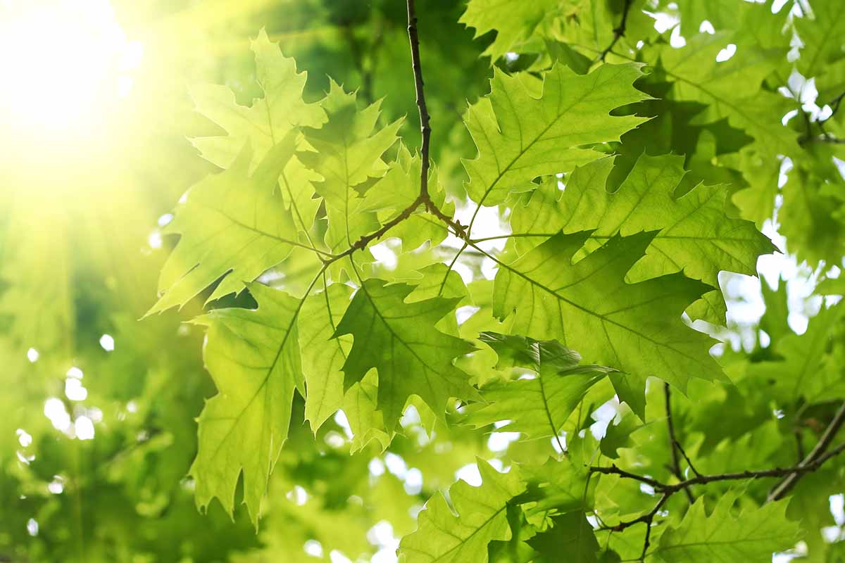 تصویر افقی نزدیک از رشد بهار سبز روی درخت افرا که در آفتاب فیلتر شده با نور تصویر شده است.