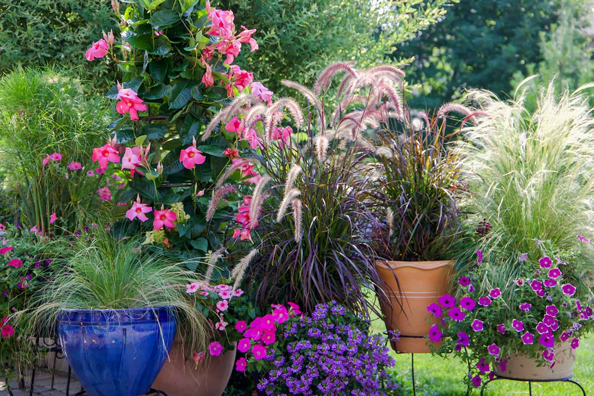تصویری افقی از صحنه باغ کانتینری با انواع رنگارنگ گل‌های مختلف و علف‌های زینتی.