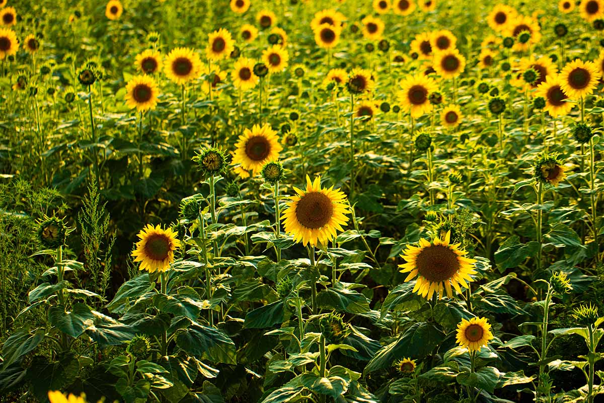 چگونه گل آفتابگردان را به عنوان یک محصول پوششی پرورش دهیم
