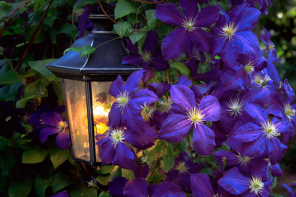 تصویر افقی نزدیک از گل‌های کلماتیس «جک شاد» بنفش تیره که در اطراف چراغ خیابان رشد می‌کنند.
