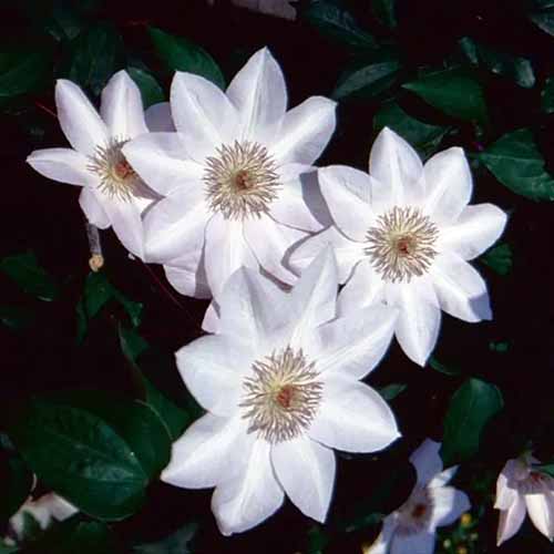 تصویر مربع نزدیک از گل‌های سفید «هنری» که روی پس‌زمینه‌ای تیره تصویر شده است.