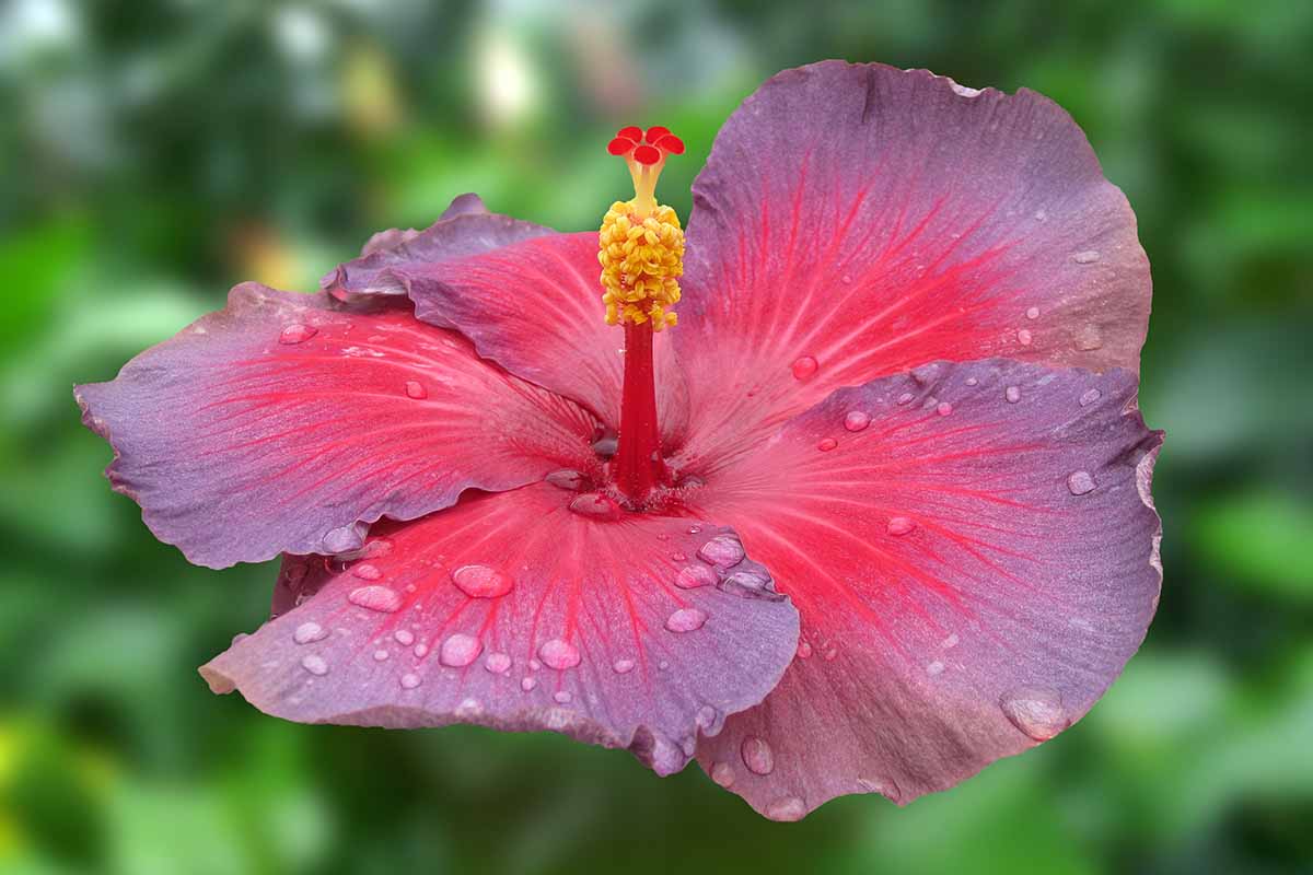 تصویر افقی نزدیک از یک گل Hibiscus rosa-sinensis قرمز و بنفش با قطرات آب روی گلبرگ‌ها که روی پس‌زمینه فوکوس ملایم تصویر شده است.