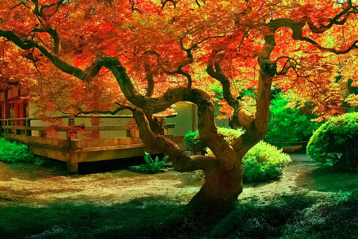 تصویری افقی از درخت افرای ژاپنی در حال رشد در خارج از یک اقامتگاه که در آفتاب پاییزی به تصویر کشیده شده است.