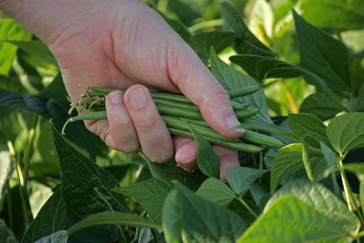 نکاتی برای کاشت لوبیا سبز در پاییز