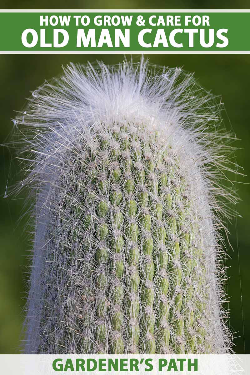 تصویر عمودی نزدیک از یک کاکتوس پیرمرد (Cephalocereus senilis) که روی پس‌زمینه فوکوس ملایم تصویر شده است.  در بالا و پایین کادر، متن سبز و سفید چاپ شده است.