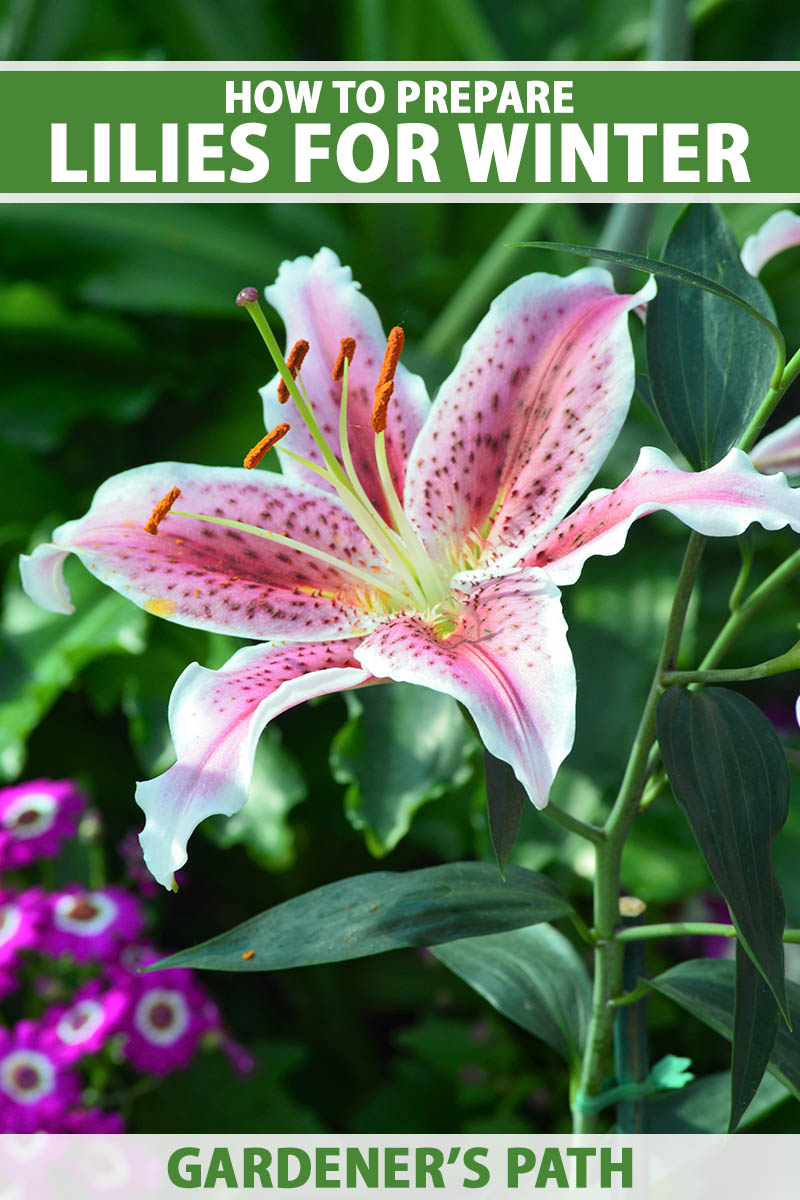 تصویر عمودی نزدیک از یک گل زنبق صورتی و سفید که در باغ تابستانی در حال رشد است، روی یک پس‌زمینه فوکوس نرم.  در بالا و پایین کادر، متن سبز و سفید چاپ شده است.