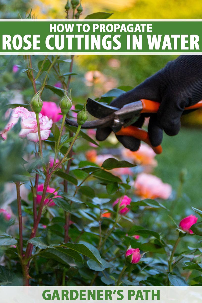 تصویر عمودی نزدیک از یک دست از سمت راست قاب با استفاده از یک جفت قیچی برای برداشتن برش از درختچه گل رز.