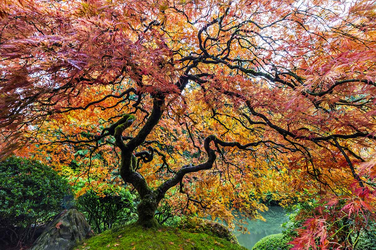 تصویر افقی نزدیک از یک درخت افرا ژاپنی که در یک باغ رسمی رشد می کند.