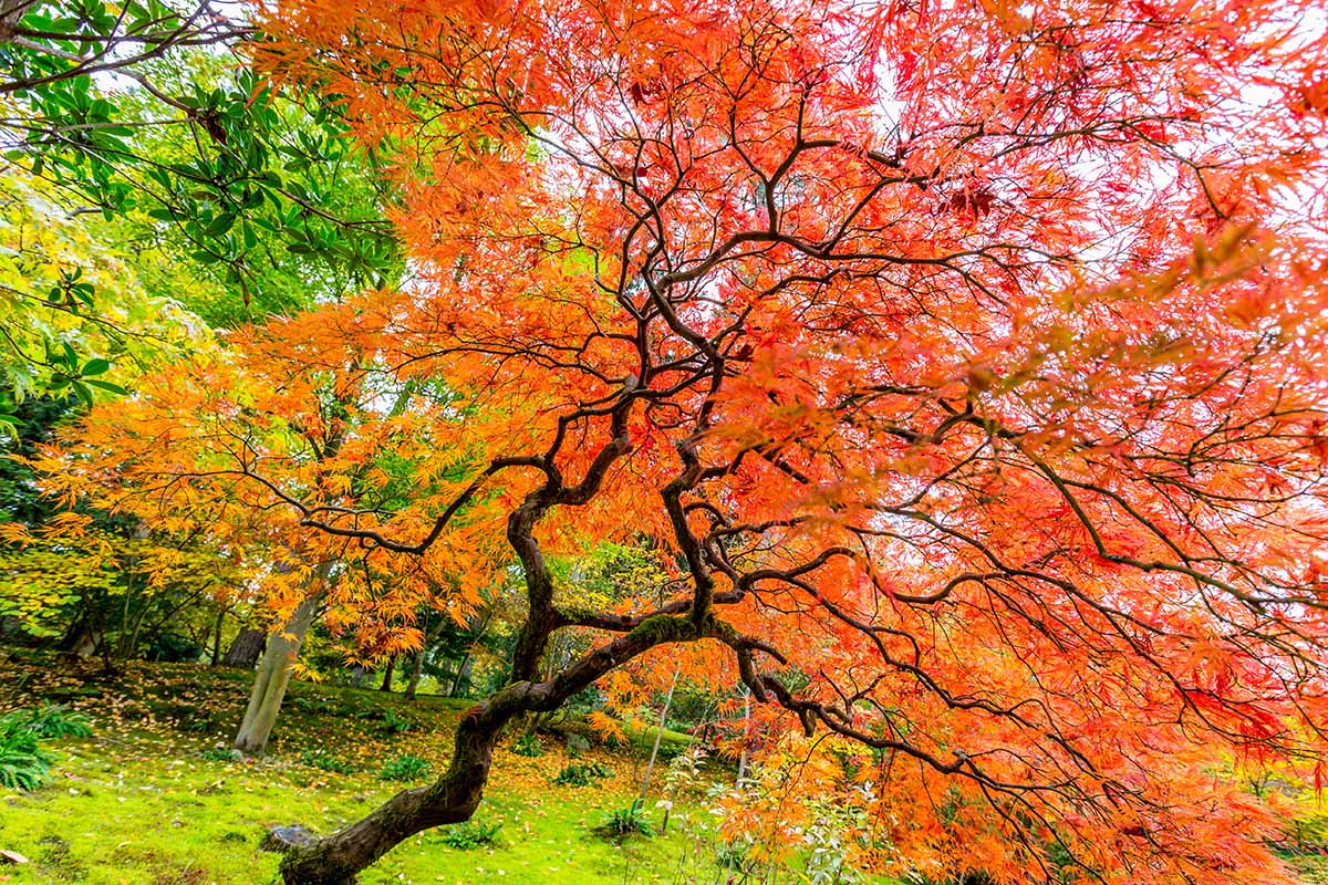 تصویر افقی نزدیک از درخت افرای ژاپنی که در باغ رشد می کند.