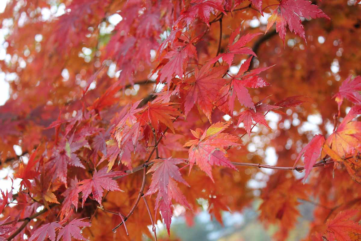 تصویر افقی نزدیک از شاخ و برگ های پاییزی قرمز روشن درخت افرا کره ای.