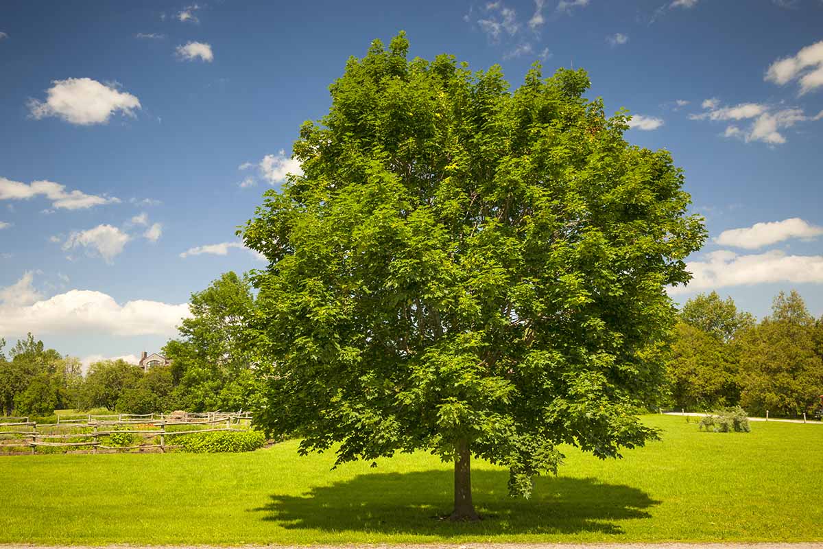تصویری افقی از درخت افرا که در پارکی در حال رشد است که در آفتاب درخشان در پس‌زمینه آسمان آبی تصویر شده است.