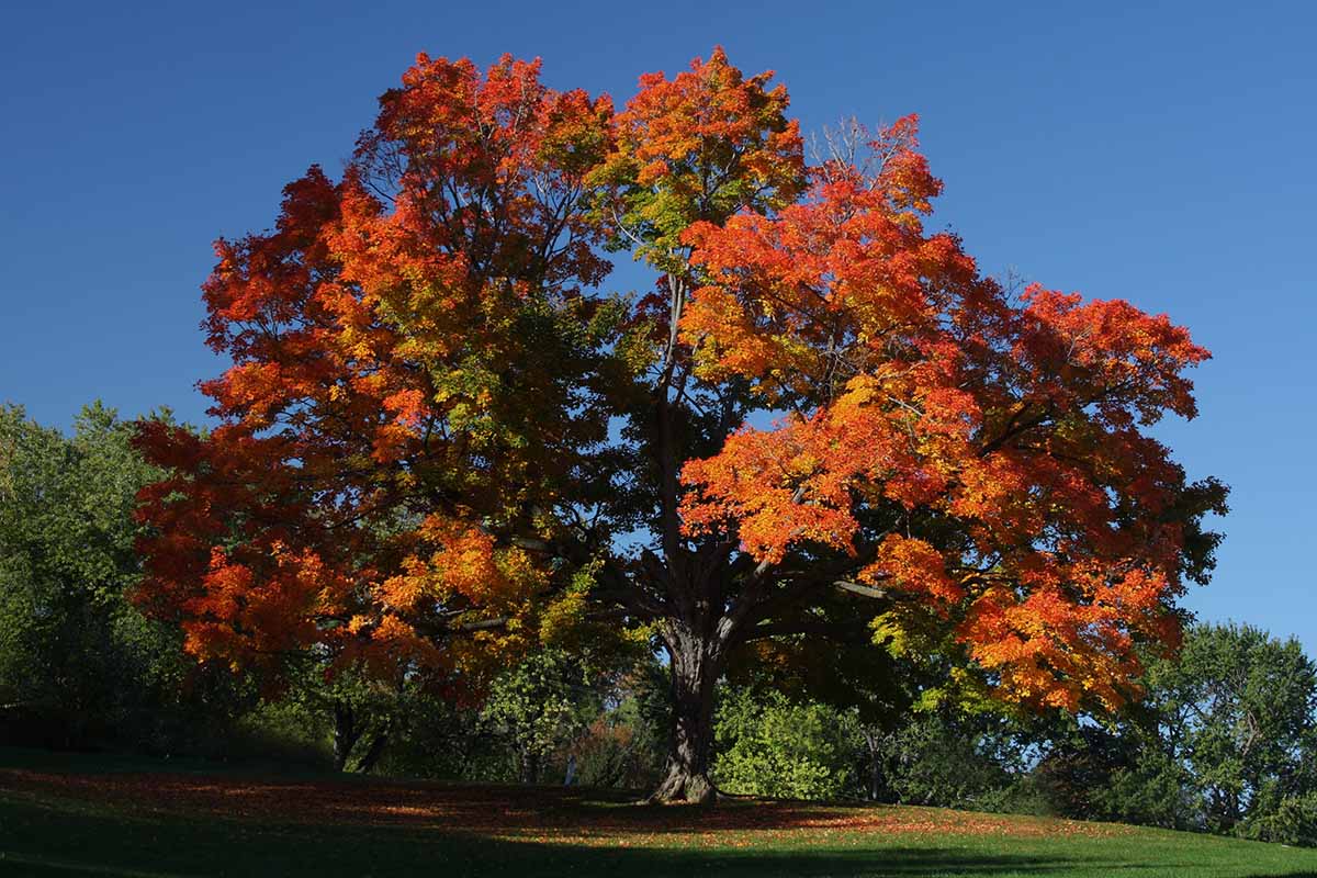 تصویری افقی از درخت افرای قندی بزرگ با شاخ و برگ در حال تغییر رنگ در پاییز که در پس زمینه آسمان آبی تصویر شده است.