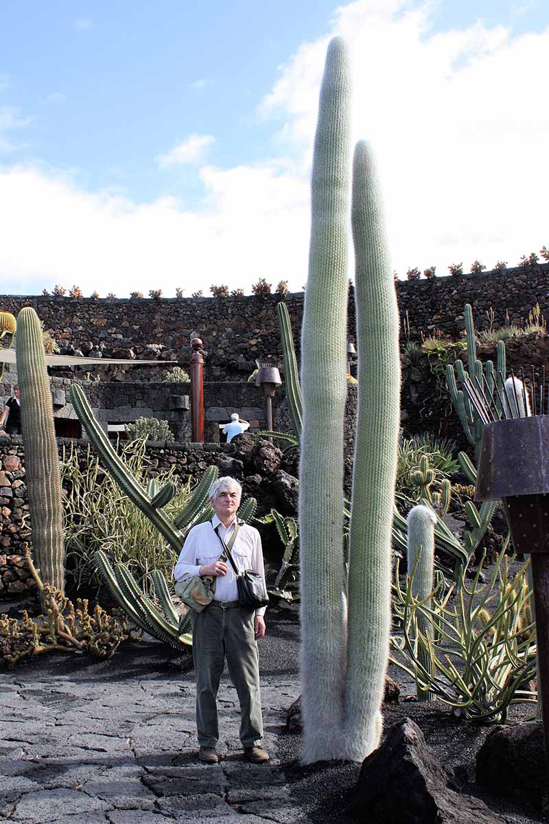 تصویری عمودی از مردی که در کنار یک گیاه کاکتوس پیرمرد بزرگ در حال رشد در فضای باز ایستاده است که در پس زمینه آسمان آبی تصویر شده است.