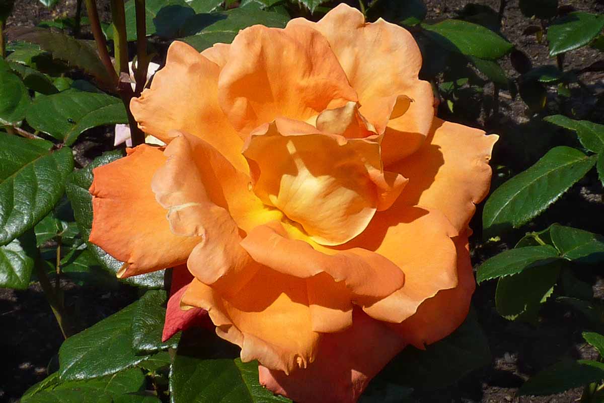 تصویر افقی نزدیک از یک گل نارنجی «Louis de Funes» در حال رشد در باغ آفتابی.