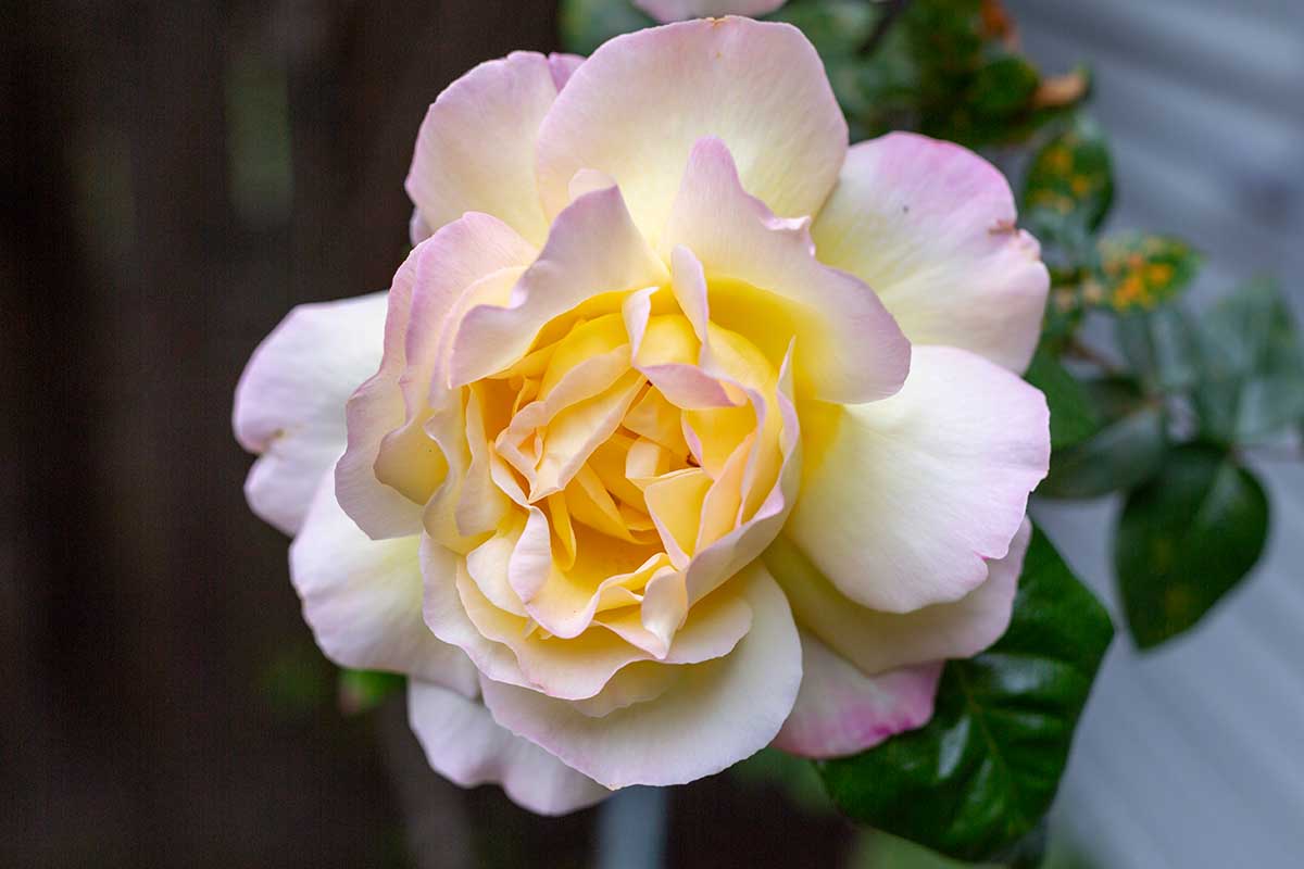 تصویر افقی نزدیک از یک گل رزا رزا «Madame A. Meilland» که در باغ رشد می‌کند، روی پس‌زمینه فوکوس نرم.