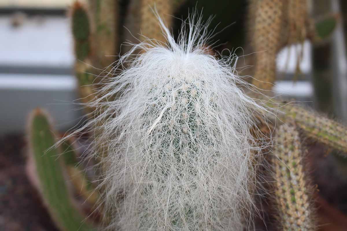 تصویر افقی نزدیک از گیاه کاکتوس پیرمرد (Cephalocereus senilis) که در داخل خانه رشد می‌کند، روی یک پس‌زمینه فوکوس نرم.