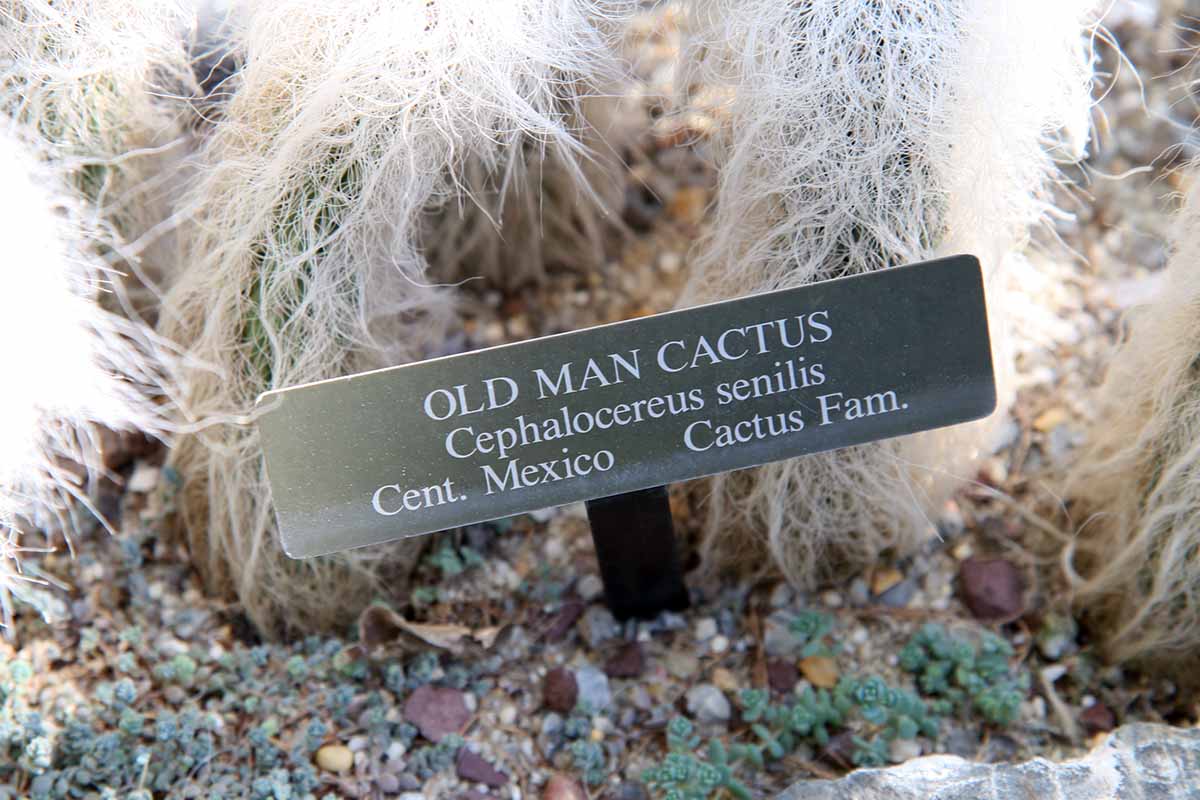 تصویر افقی نزدیک از یک علامت گیاهی با گیاهان کاکتوس پیرمرد در پس‌زمینه.