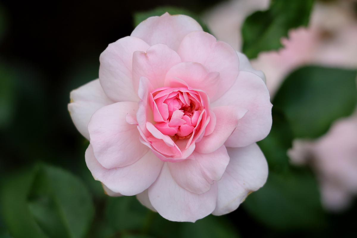 تصویری افقی از گل صورتی کمرنگ Rosa 'Bonica' که روی پس‌زمینه فوکوس ملایم تصویر شده است.