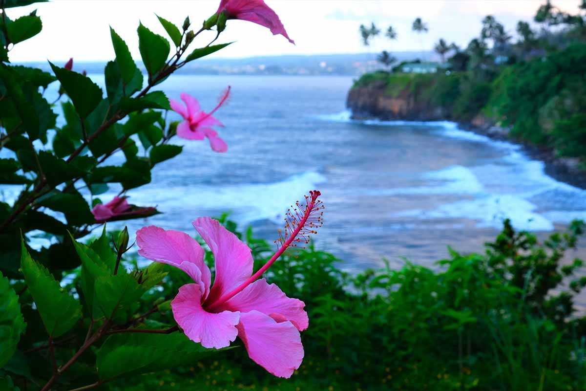 تصویری افقی از یک صحنه ساحلی در هاوایی با گل‌ها در پیش‌زمینه و اقیانوس در پشت.