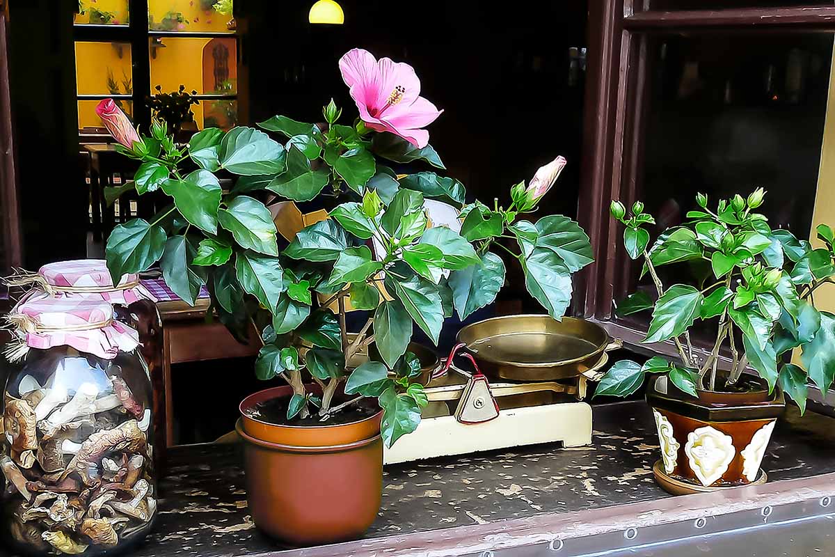 تصویری افقی از یک ویترین مغازه با گل هبیسکوس گلدانی روی لبه پنجره.