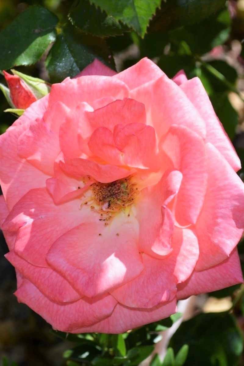 تصویر عمودی نزدیک از یک گل Rosa Pink Wonder که روی پس‌زمینه فوکوس ملایم تصویر شده است.