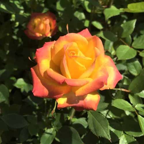 تصویر مربع نزدیک از Rosa 'Rainbow Sunblaze' که در زیر نور آفتاب روشن در پس‌زمینه‌ای با فوکوس ملایم تصویر شده است.