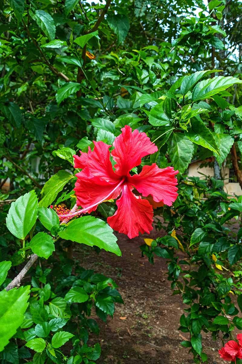 تصویر عمودی نزدیک از یک درختچه هیبیسکوس فانتزی در حال رشد در باغ.