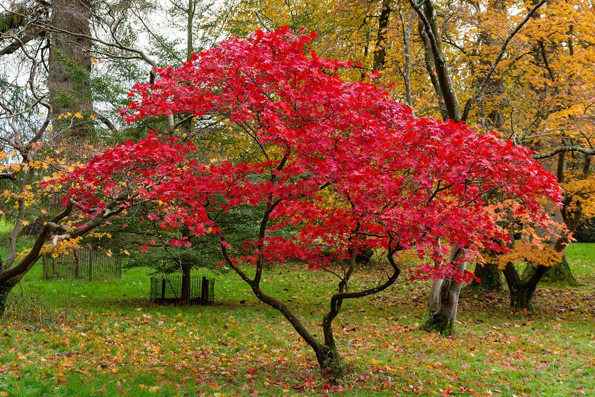 تصویر افقی نزدیک از درخت افرای قرمز ژاپنی که در پاییز در حیاط خلوت رشد می کند.