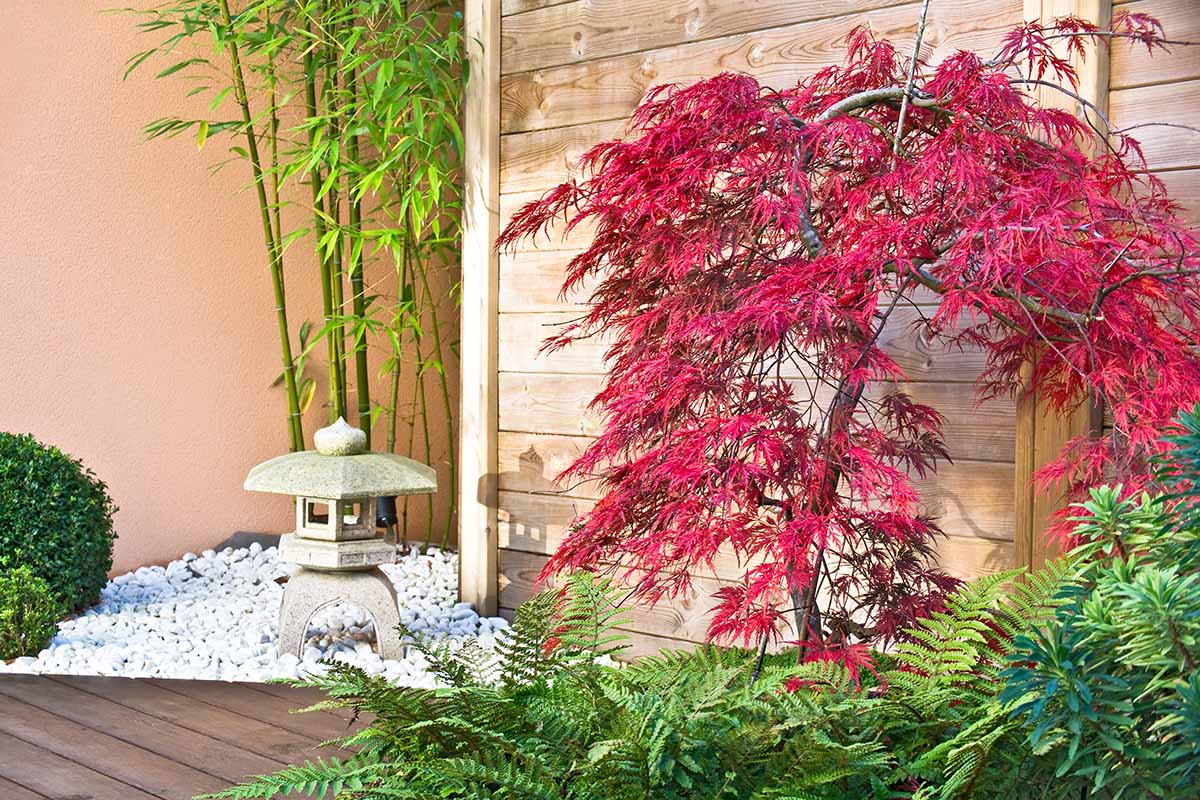 تصویری افقی از باغ ذن کاشته شده با بامبو، سرخس و افرای قرمز ژاپنی.