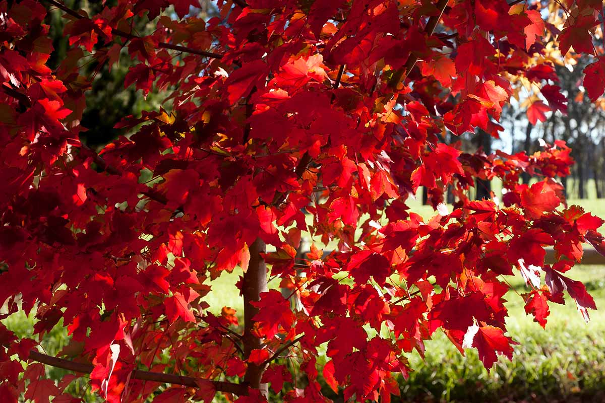 تصویر افقی نزدیک از شاخ و برگ قرمز پاییز Acer rubrum.