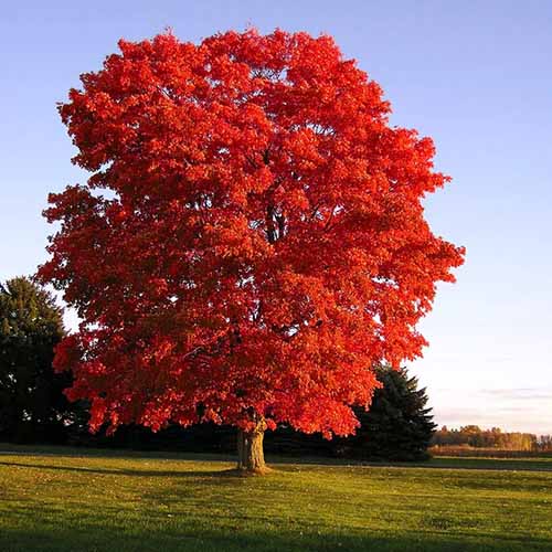 تصویر مربعی از درخت بزرگ ایسر "Red Sunset" در حال رشد در پارک در آفتاب عصر.