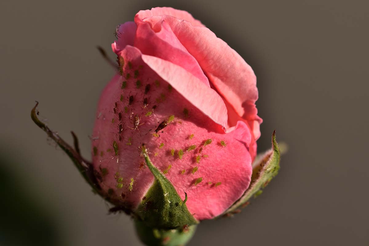 تصویر افقی نزدیک از یک جوانه گل رز صورتی آلوده به شته که در زیر نور آفتاب روشن در پس‌زمینه‌ای با فوکوس ملایم تصویر شده است.