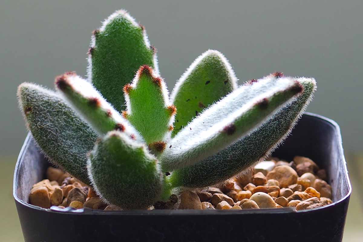 تصویر افقی نزدیک از یک گیاه پاندا کوچک (Kalanchoe tomentosa) در حال رشد در یک گلدان سیاه.