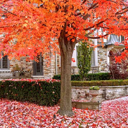 تصویر مربعی نزدیک از یک افرا شکر با رنگ‌های چشمگیر پاییزی که در خارج از خانه رشد می‌کند.