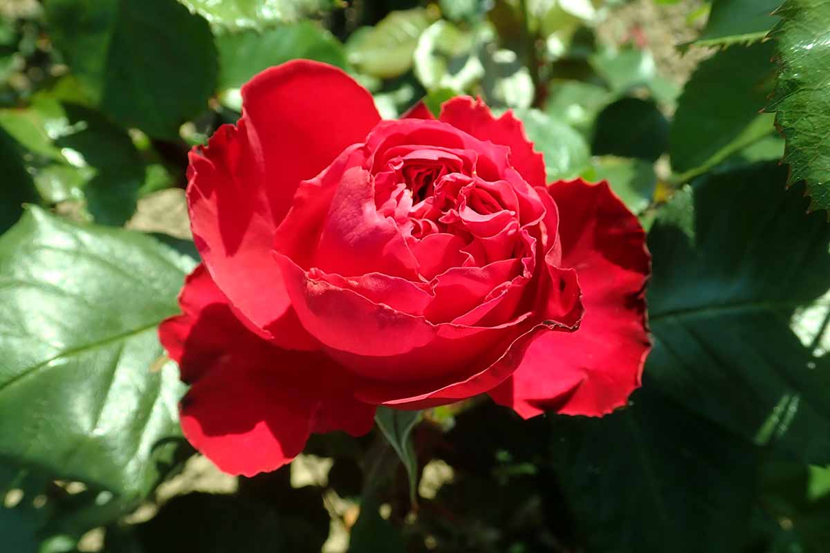 تصویر افقی نزدیک از یک گل رزا قرمز رنگ «تراویاتا» که در زیر نور آفتاب به تصویر کشیده شده است.