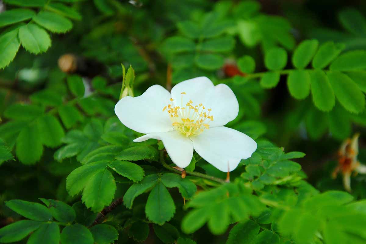 یک تصویر افقی نزدیک از یک Rosa sericea ssp سفید کوچک.  omeiensis f.  گل پتراکانتا روی پس‌زمینه فوکوس ملایم تصویر شده است.