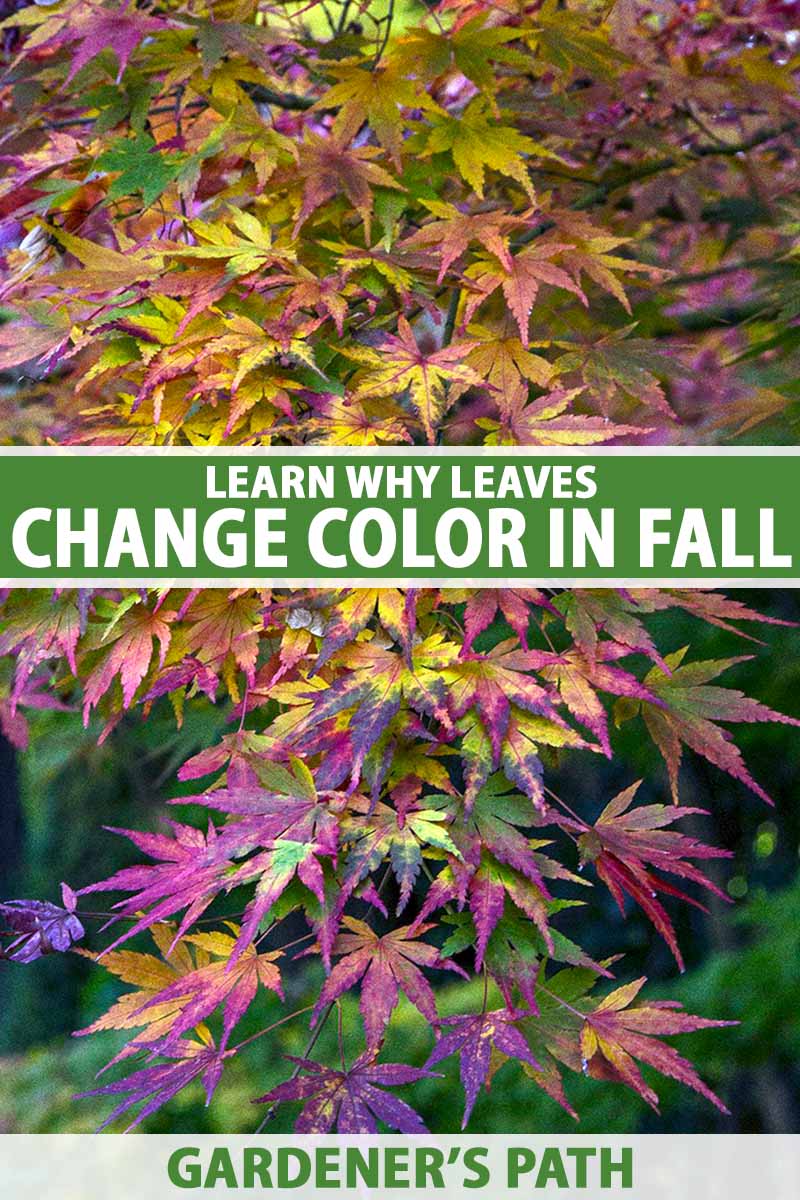 تصویر عمودی نزدیک از رنگ پاییزی یک درخت برگریز.  در مرکز و پایین کادر، متن سبز و سفید چاپ شده است.