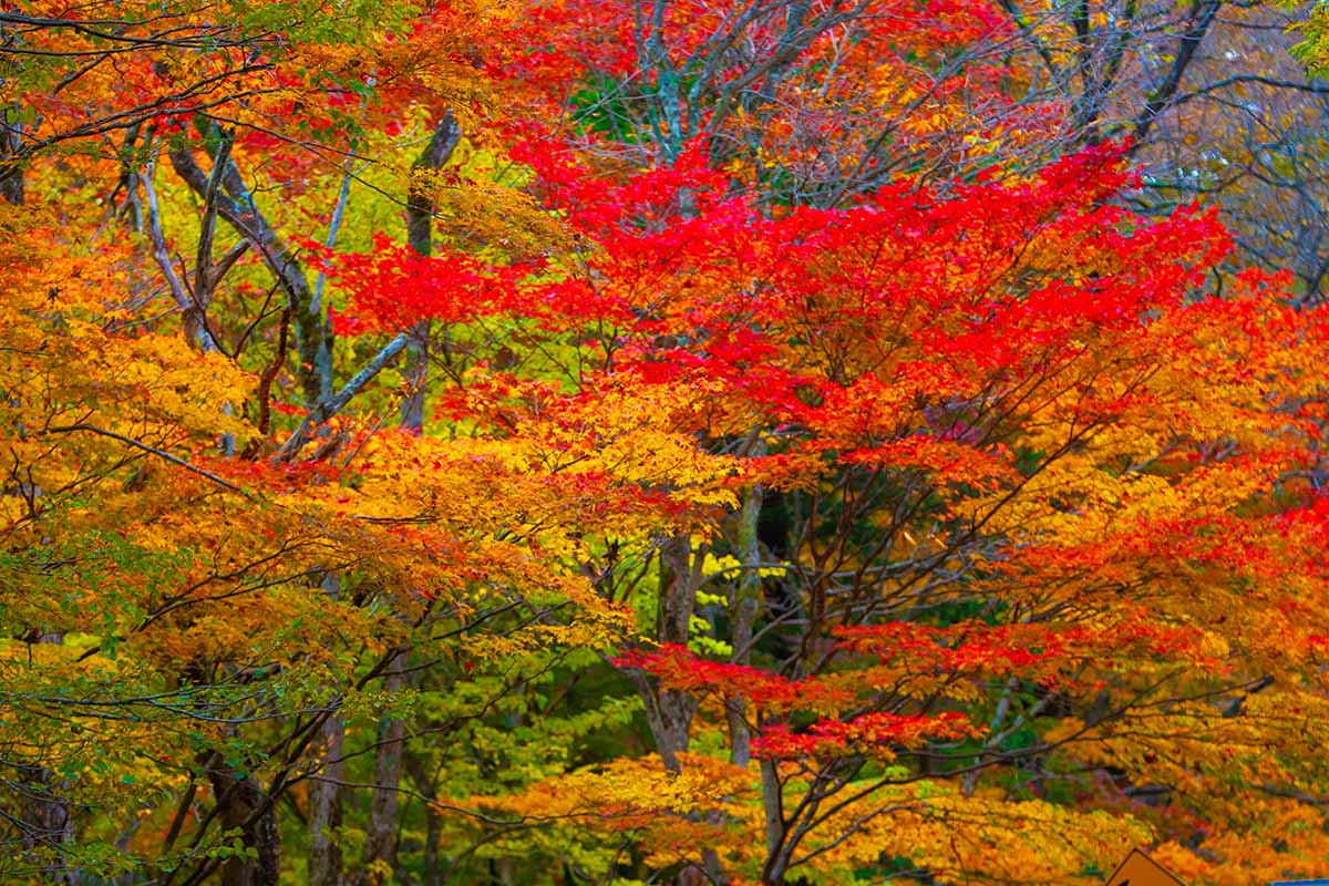 تصویری افقی از رنگ های پاییزی نارنجی و قرمز درختان برگریز.