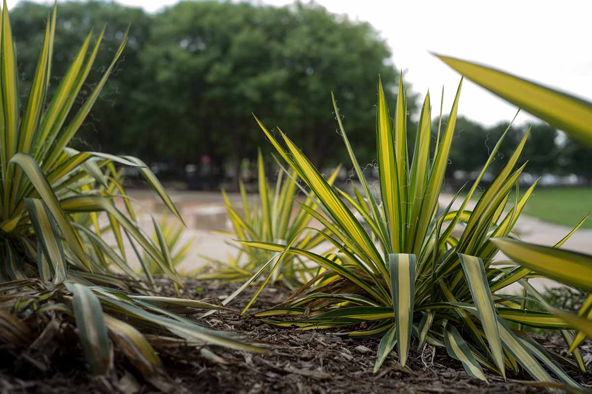 تصویری افقی از رنگارنگ Yucca filamentosa 'Color Guard' در حال رشد در باغ.