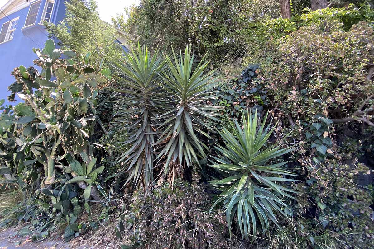 تصویری افقی از گیاهان یوکا در حال رشد در یک کاشت مختلط در دامنه تپه ای در کالیفرنیا.