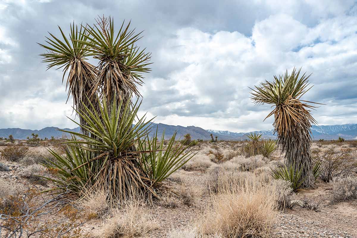 تصویری افقی از Yucca schidigera در حال رشد تخت فسیلی Tule Springs.