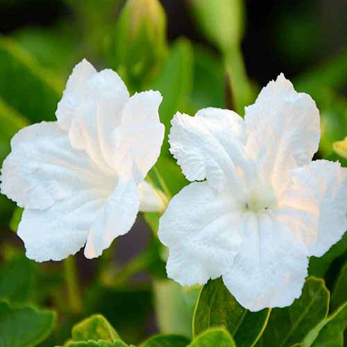 نمای نزدیک از گل‌های گل اطلسی مکزیکی سفید که در باغ در حال رشد در زیر نور آفتاب است.