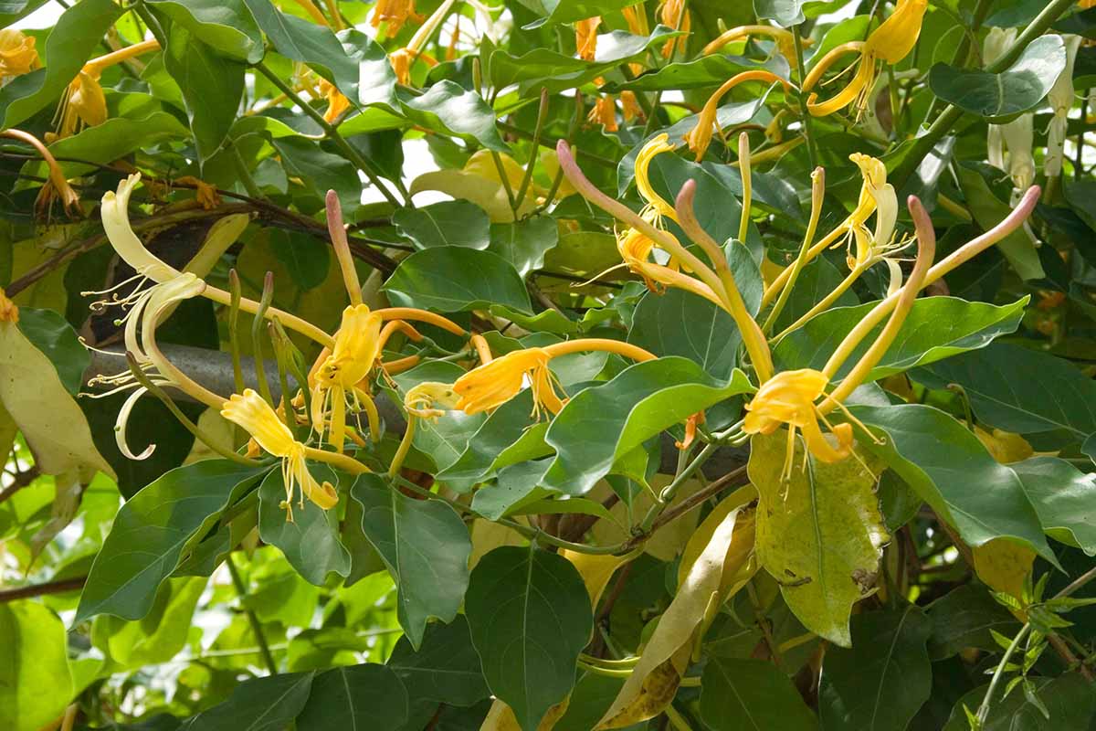 نمای نزدیک از گل ها و شاخ و برگ پیچ امین الدوله غول پیکر برمه ای (Lonicera hildebrandiana) که در باغ رشد می کند.